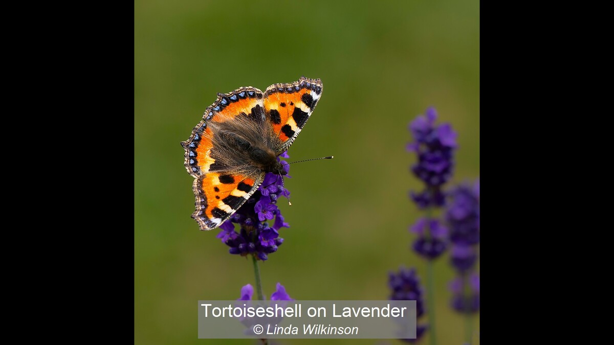 Tortoiseshell on Lavender